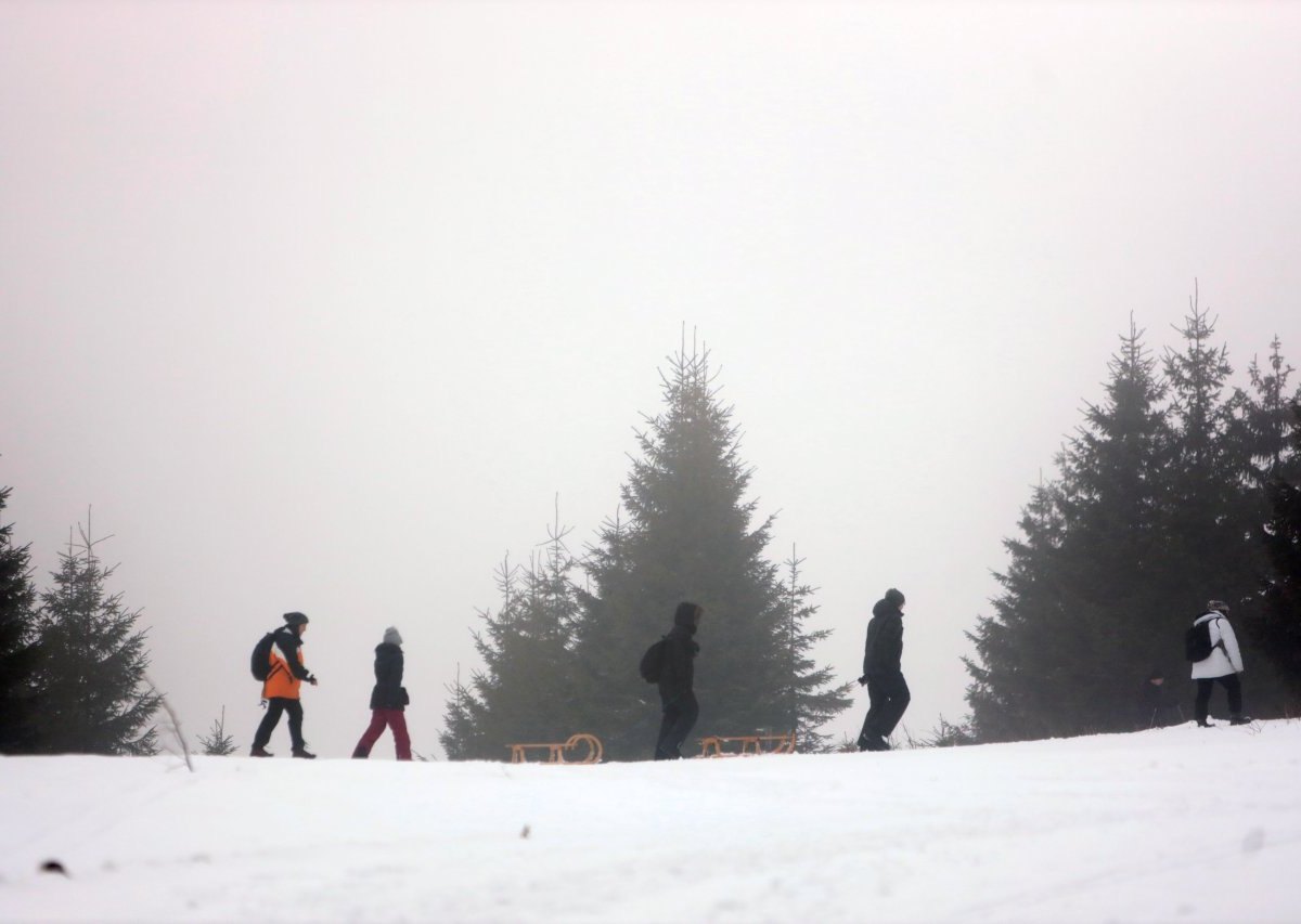 Harz Wildschweine.jpg