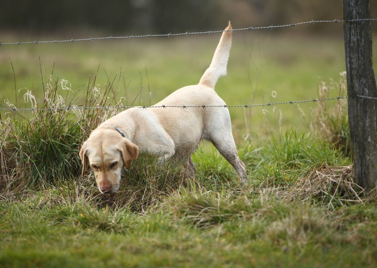 Hund im Kreis Peine.jpg