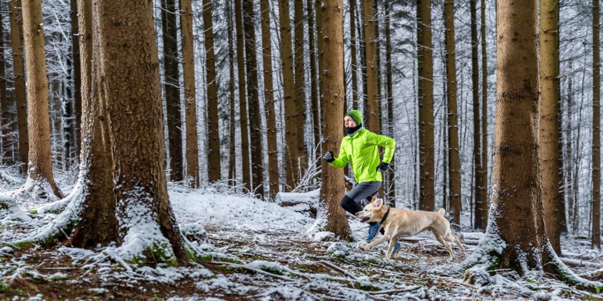 Harz Hund