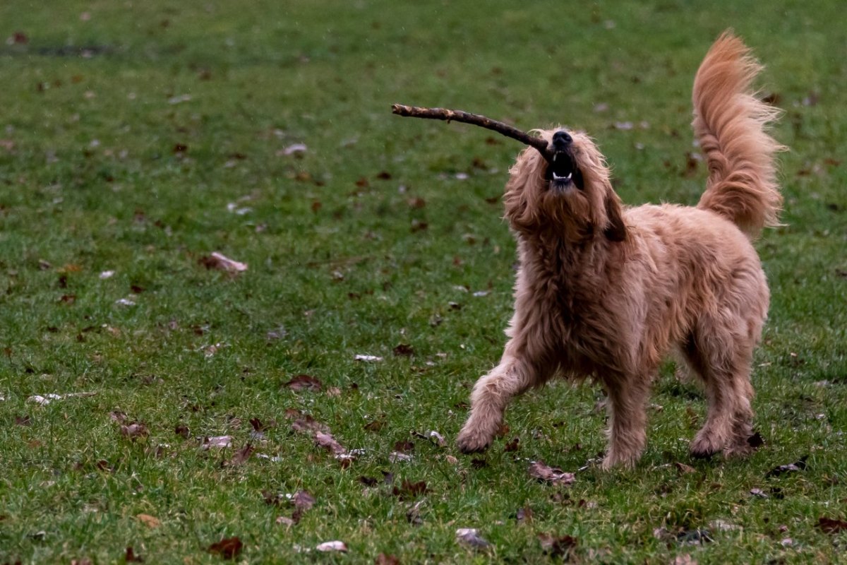 Hund in Braunschweig.jpg