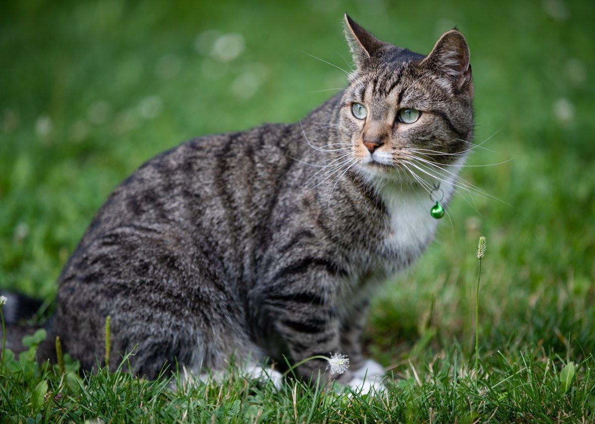 Kreis Peine Kater.jpg