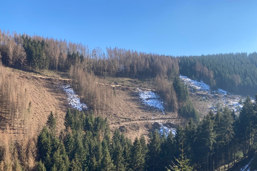 Der Stadtforst Goslar lässt ein paar tote Bäume im Harz stehen, damit diese Schatten und Lebensraum spenden. 