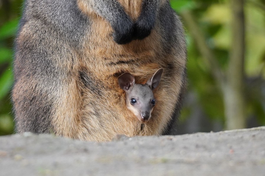 Im Sumpfwallaby-Gehege strecken zwei Sprösslinge schon ihre Nasen raus und genießen die ersten Sonnenstrahlen im Zoo Hannover. 