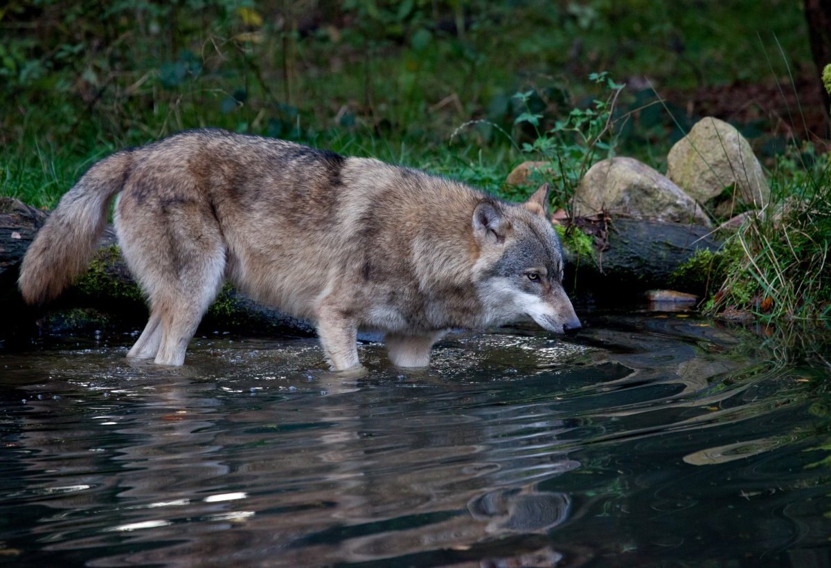 Wolf Niedersachsen