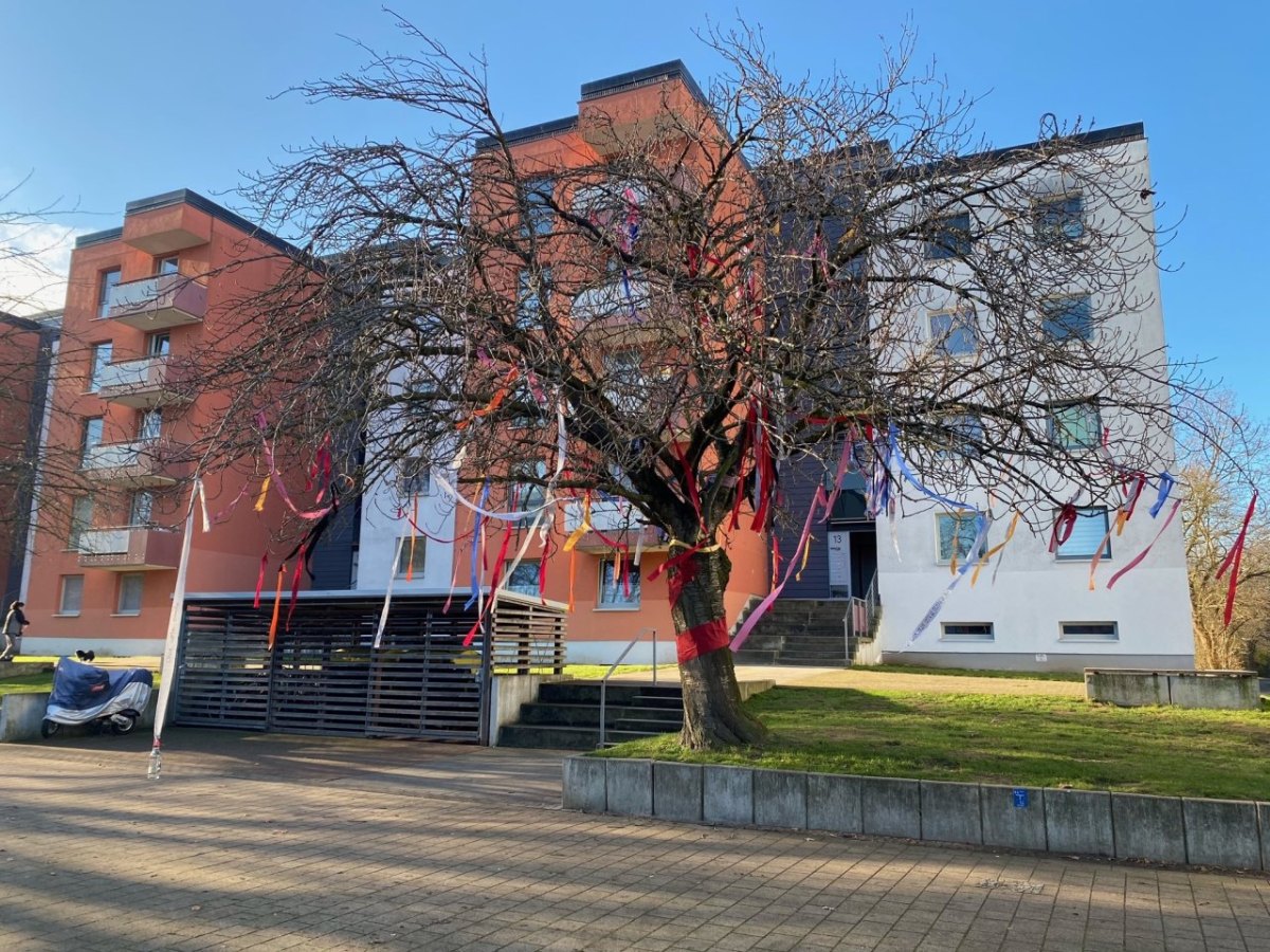 Baum Salzgitter wunschbaum Fredenberg awista tag