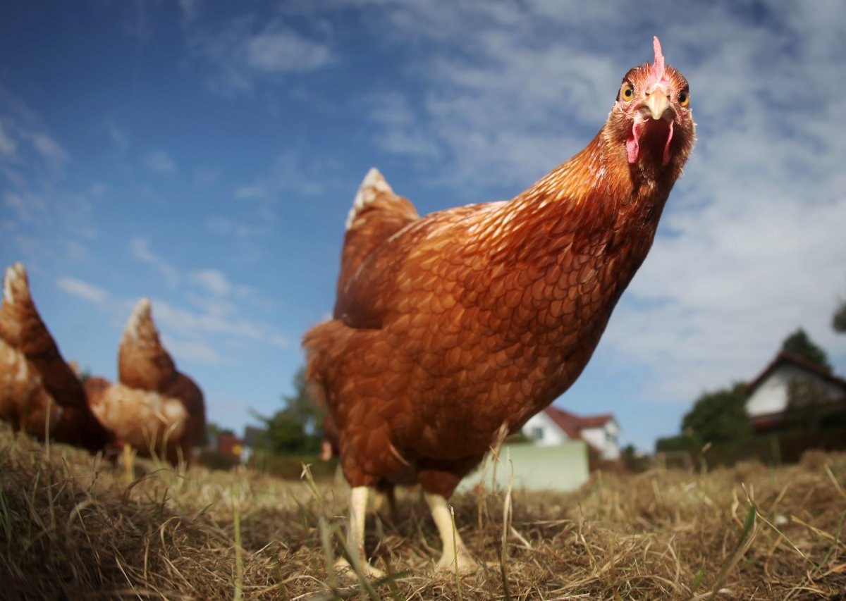 Bio_Bauernhof_Etzel Huhn Hühner Tierwohl Bio Frei-Gehege