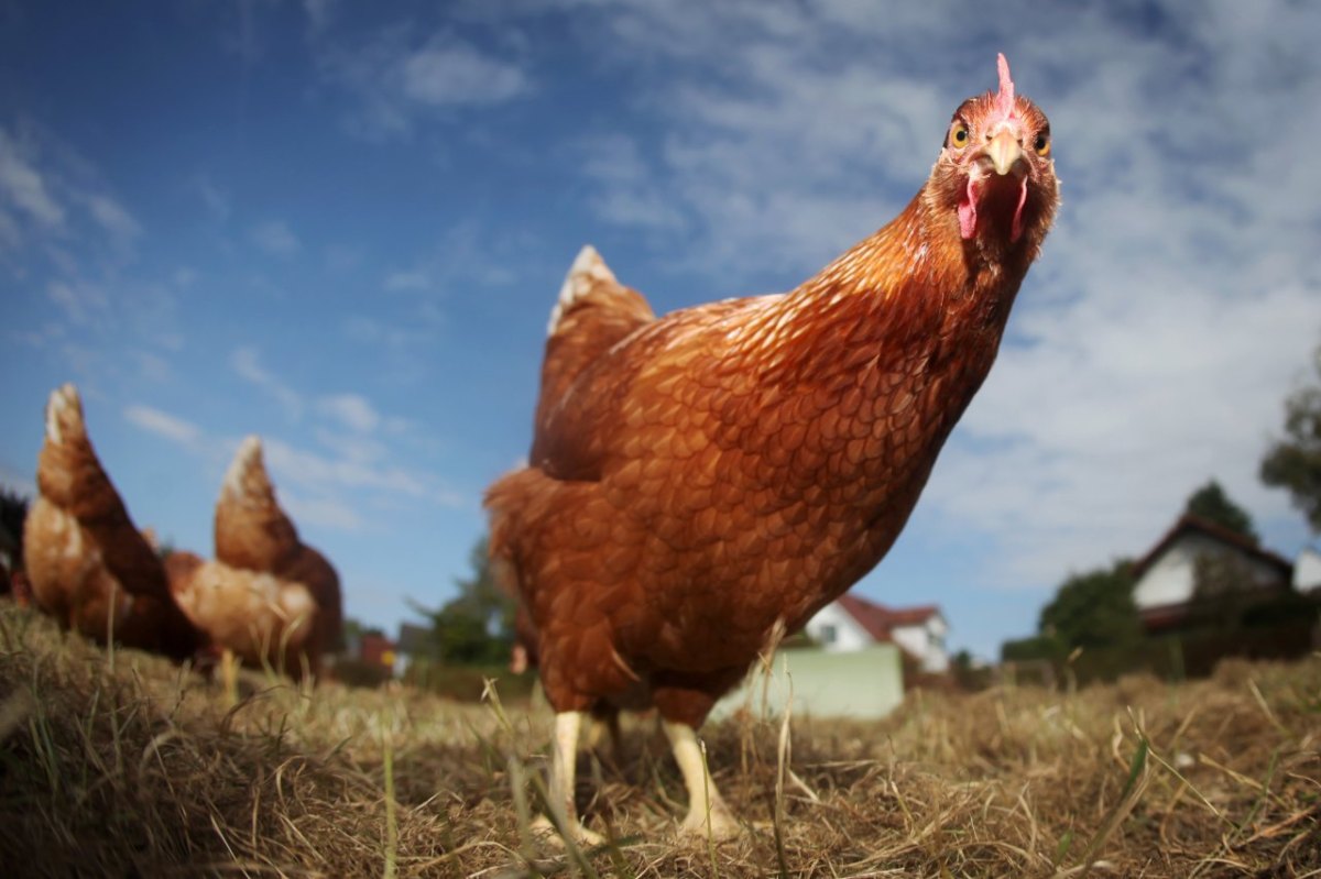 Bio_Bauernhof_Etzel Huhn Hühner Tierwohl Bio Frei-Gehege