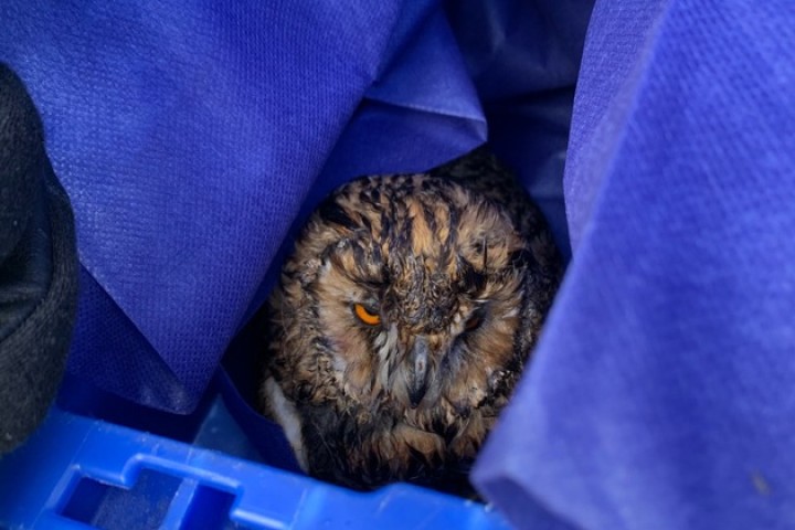 Die kleine Eule wird nun in der Wildtierstation in Niedersachsen wieder zu Kräften kommen. 