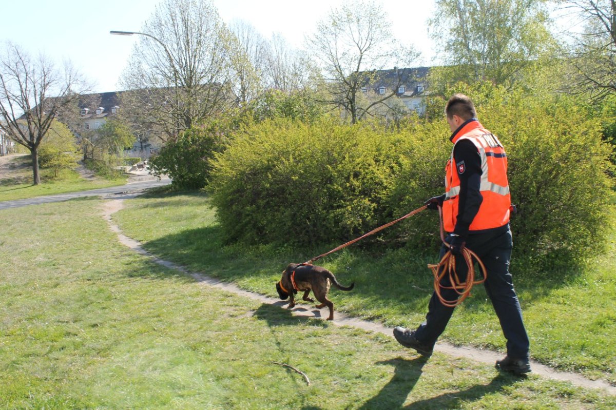 Hannover Amber Hund.jpg