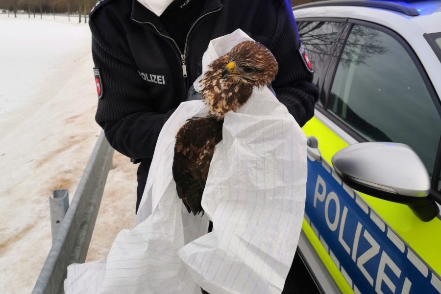 Eine Polizeistreife barg den verletzten Bussard, der von einem Auto erfasst wurde.