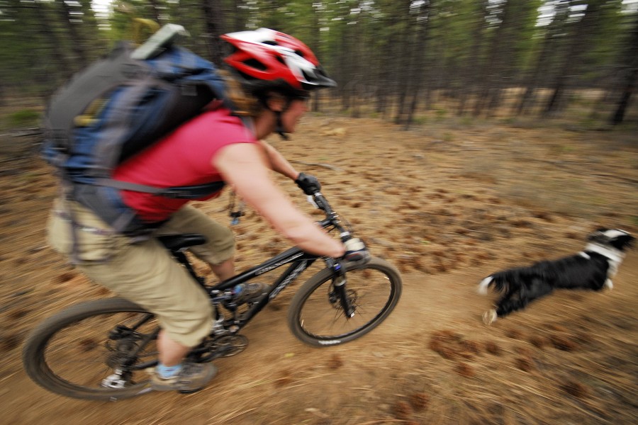 Die Polizei sucht die Halterin des Hundes. (Symbolbild)