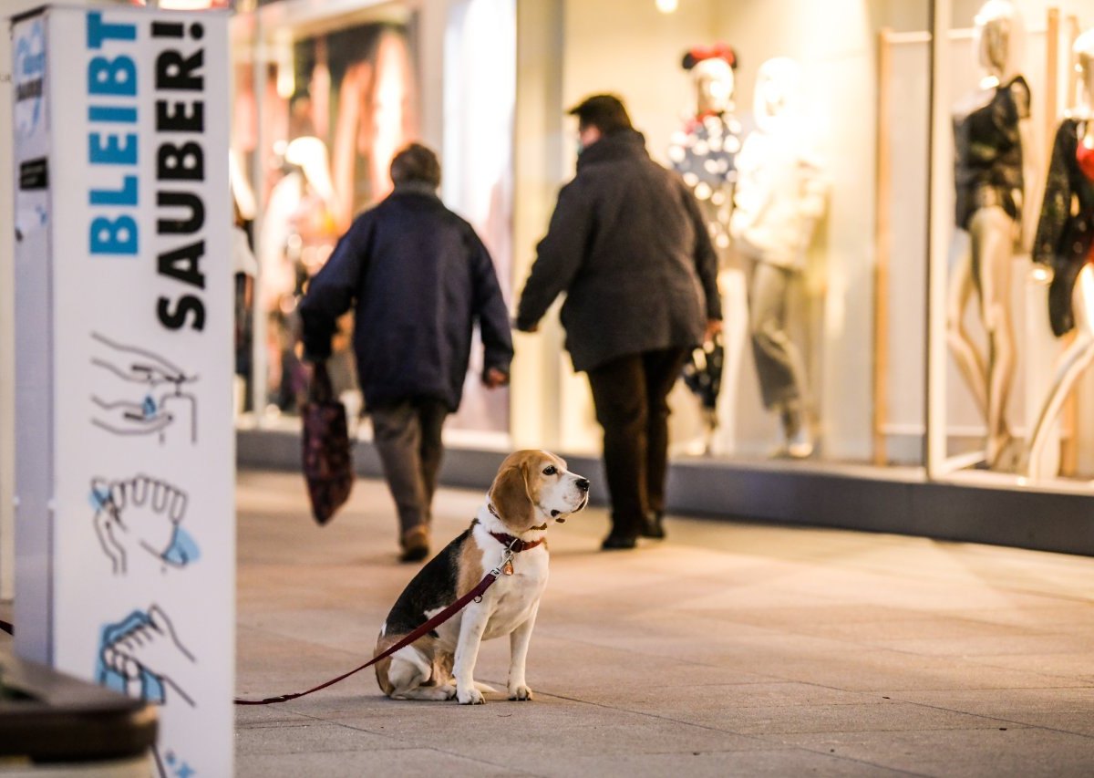 Hund Braunschweig.jpg