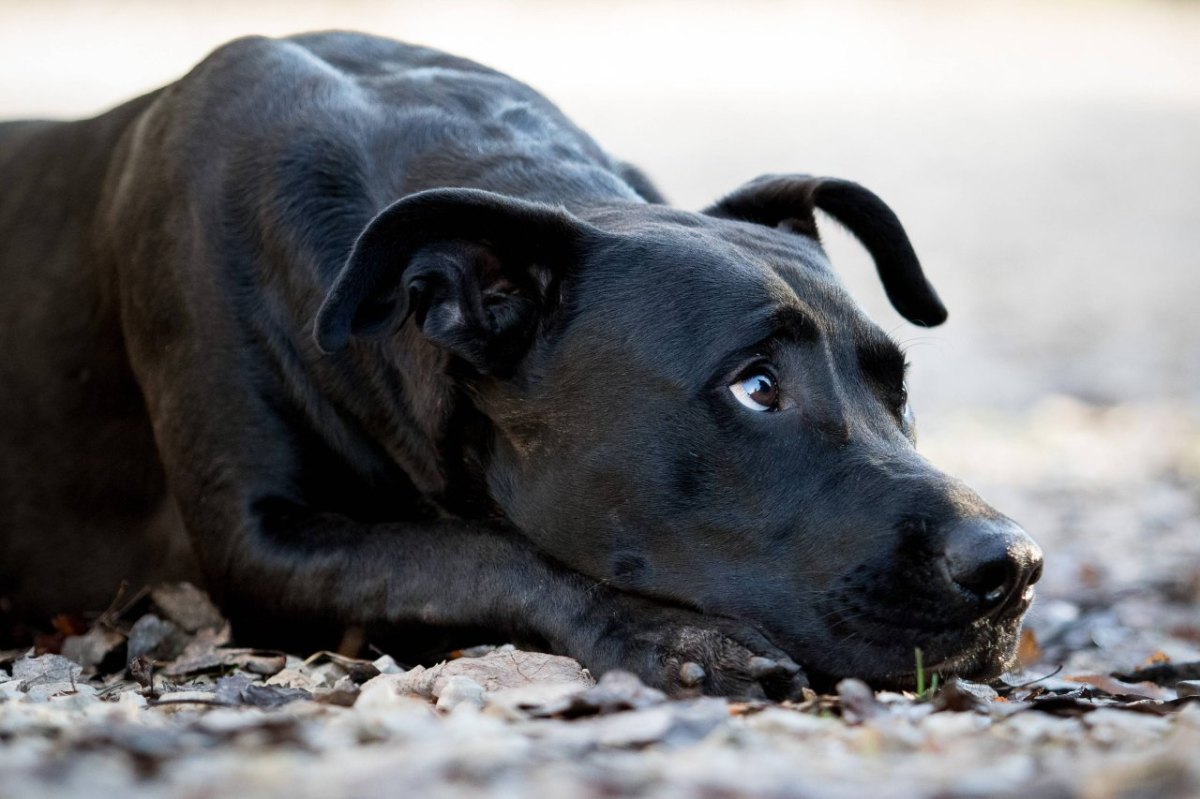 Hund Salzgitter.jpg