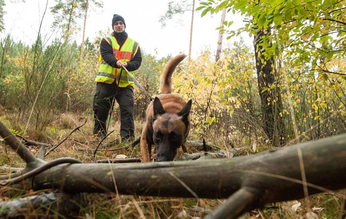 Karsten Manczak Liebenburg Harz Spürhunde Mantrailer Wald