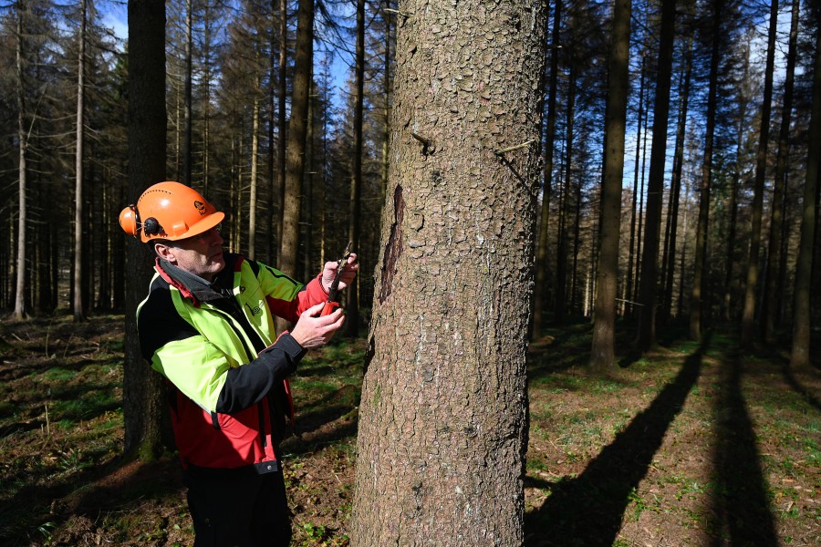 Michael Rudolph im Harz: Hier zeigt er eine vom Borkenkäfer befallene Fichte! 