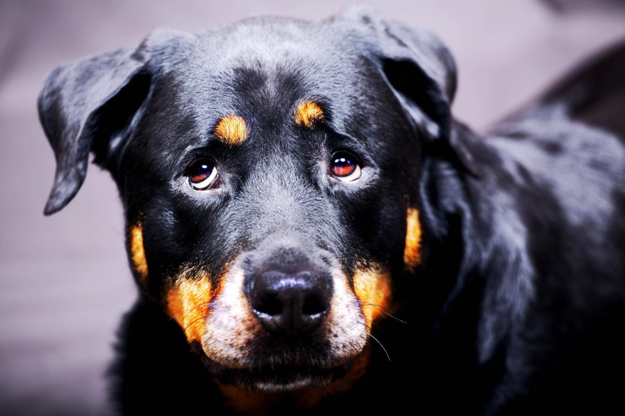 Ein Hund kann zwar traurig schauen, aber nicht immer ist die Interpretation des Menschen richtig. (Symbolbild)