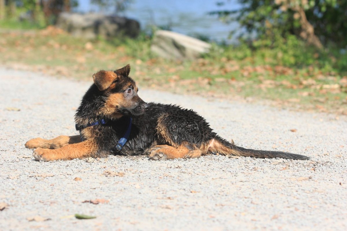 Schäferhund Welpe