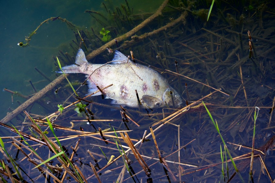 Sieben Spiegelkarpfen und ein Hecht haben nicht überlebt. (Symbolbild)