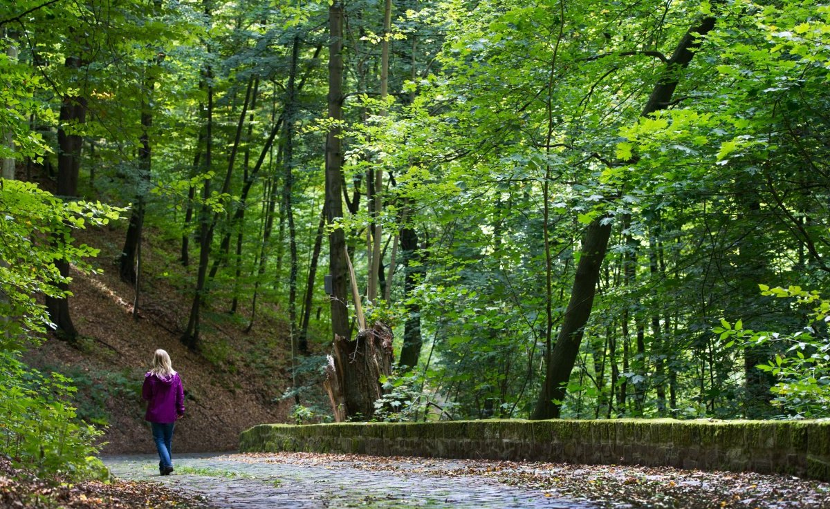 Wald Spaziergang