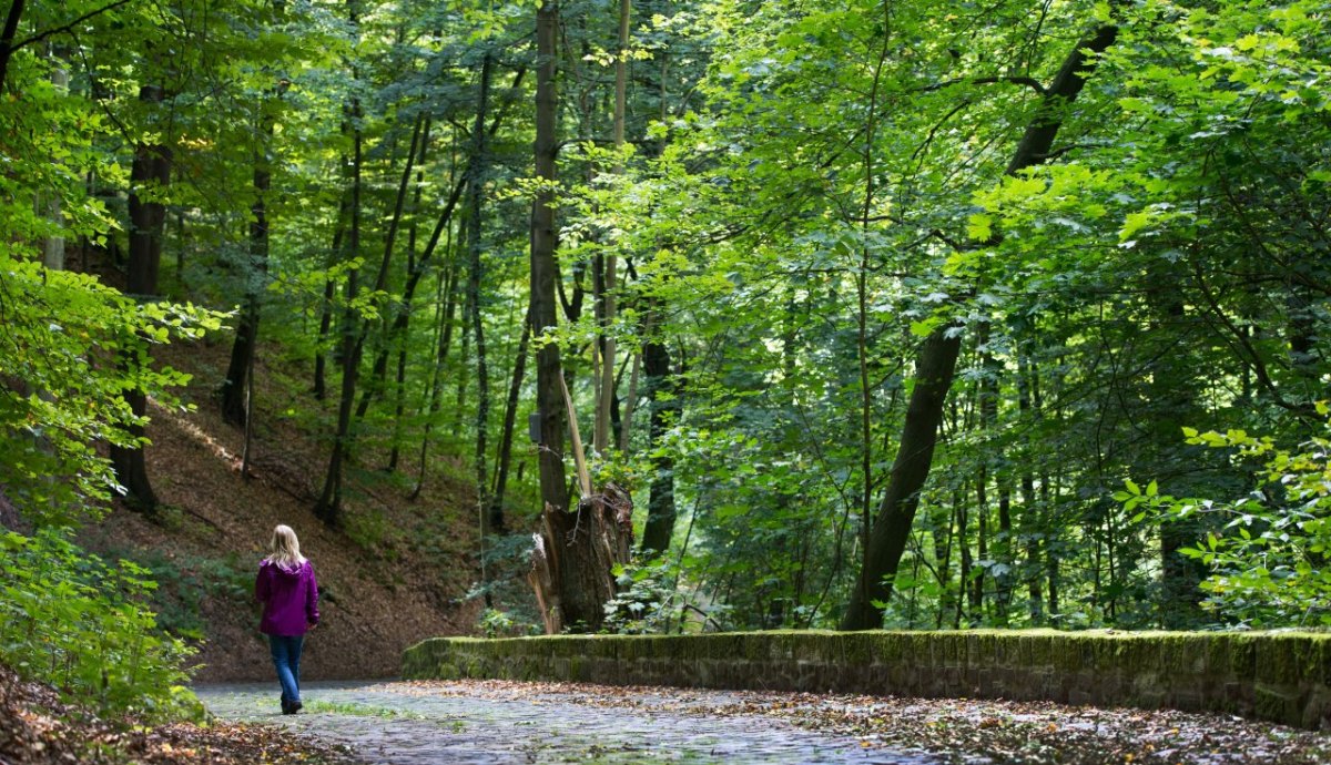 Wald Spaziergang