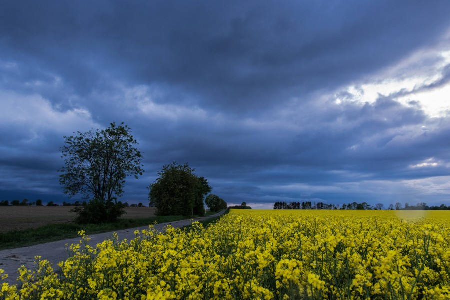 Das Wetter in Niedersachsen ist zum Wochenstart alles andere als schön. (Archivbild)