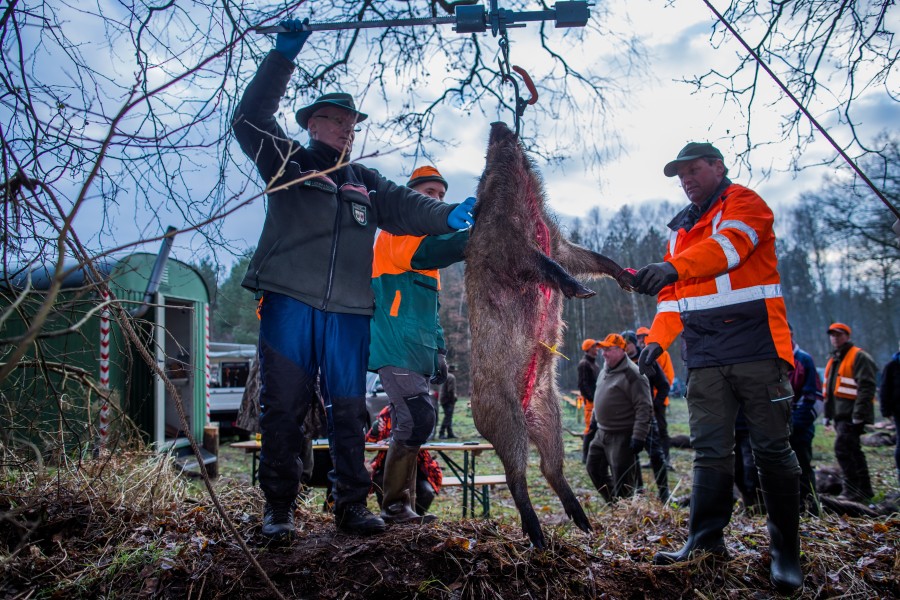 Für das ein oder andere Wildschwein könnte es am Freitag eng werden.  (Symbolbild)