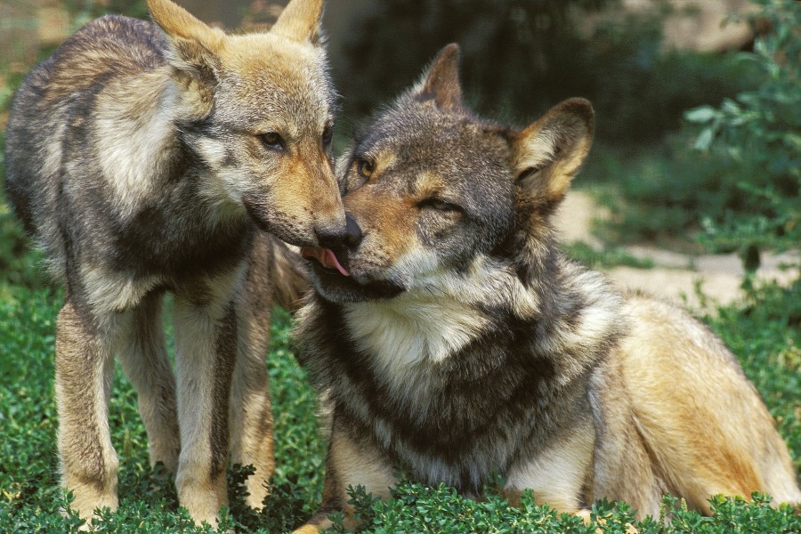 Der Wolf ist in Niedersachsen auf dem Vormarsch. (Symbolbild)