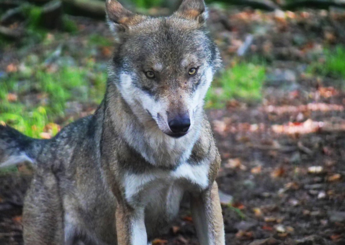 Wolf Niedersachsen.jpg