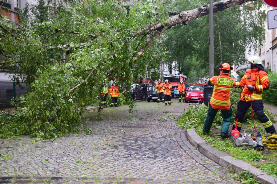 Mit vereinten Kräften gelang es der Feuerwehr, die Birke zu entfernen.