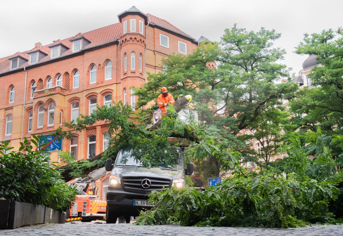 baum hannover wedekindplatz