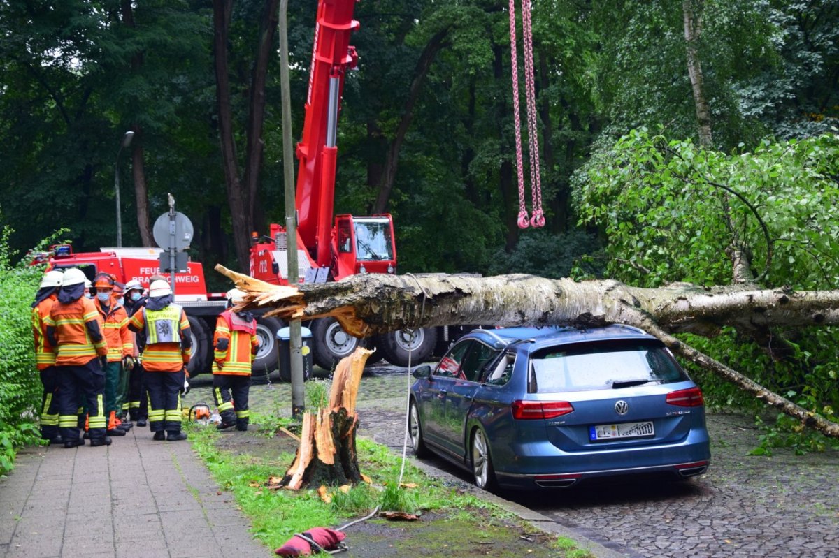 bernerstraße baum braunschweig