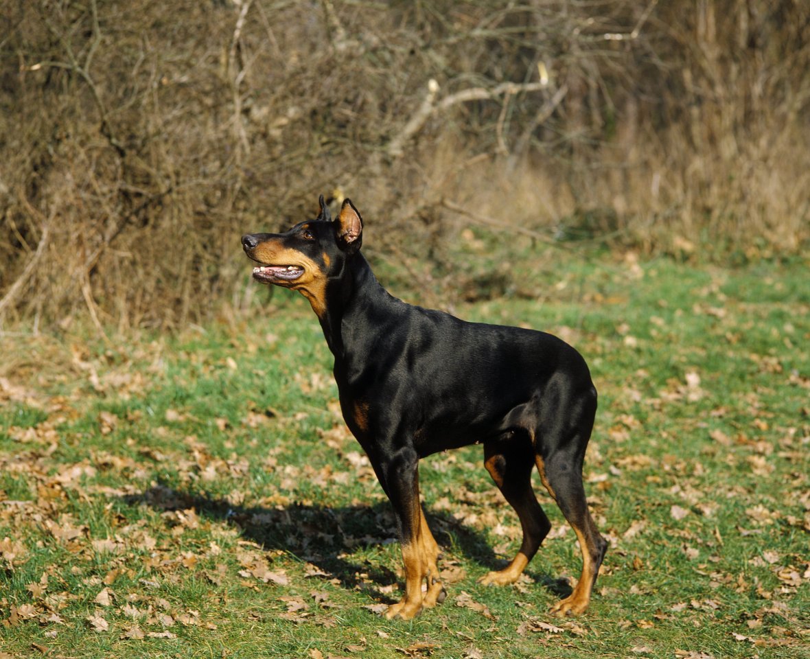 dobermann peine feld reh ricke