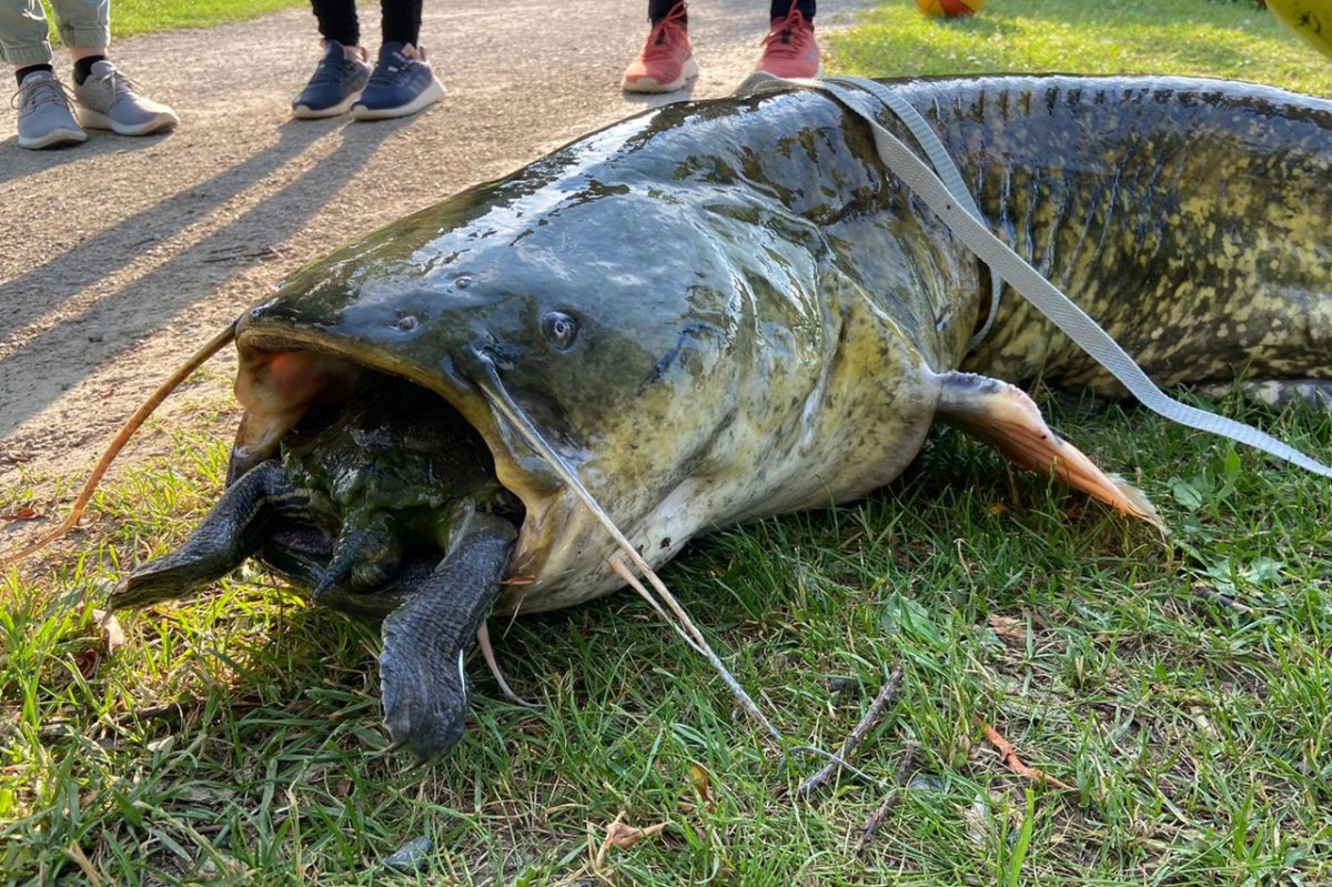 göttingen wels schildkröte kiessee