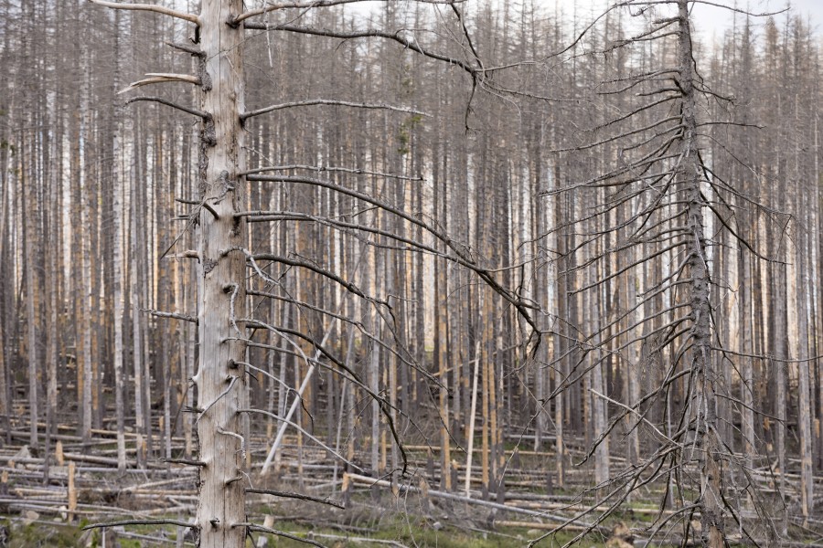 Auch der Harz leidet unter Trockenheit und tropischen Lufttemperaturen, die in Folge des Klimawandels zunehmend auftreten. (Archivbild)