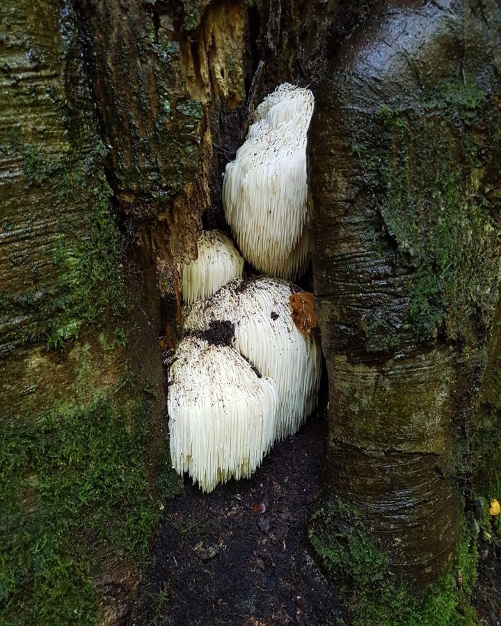 harz pilz