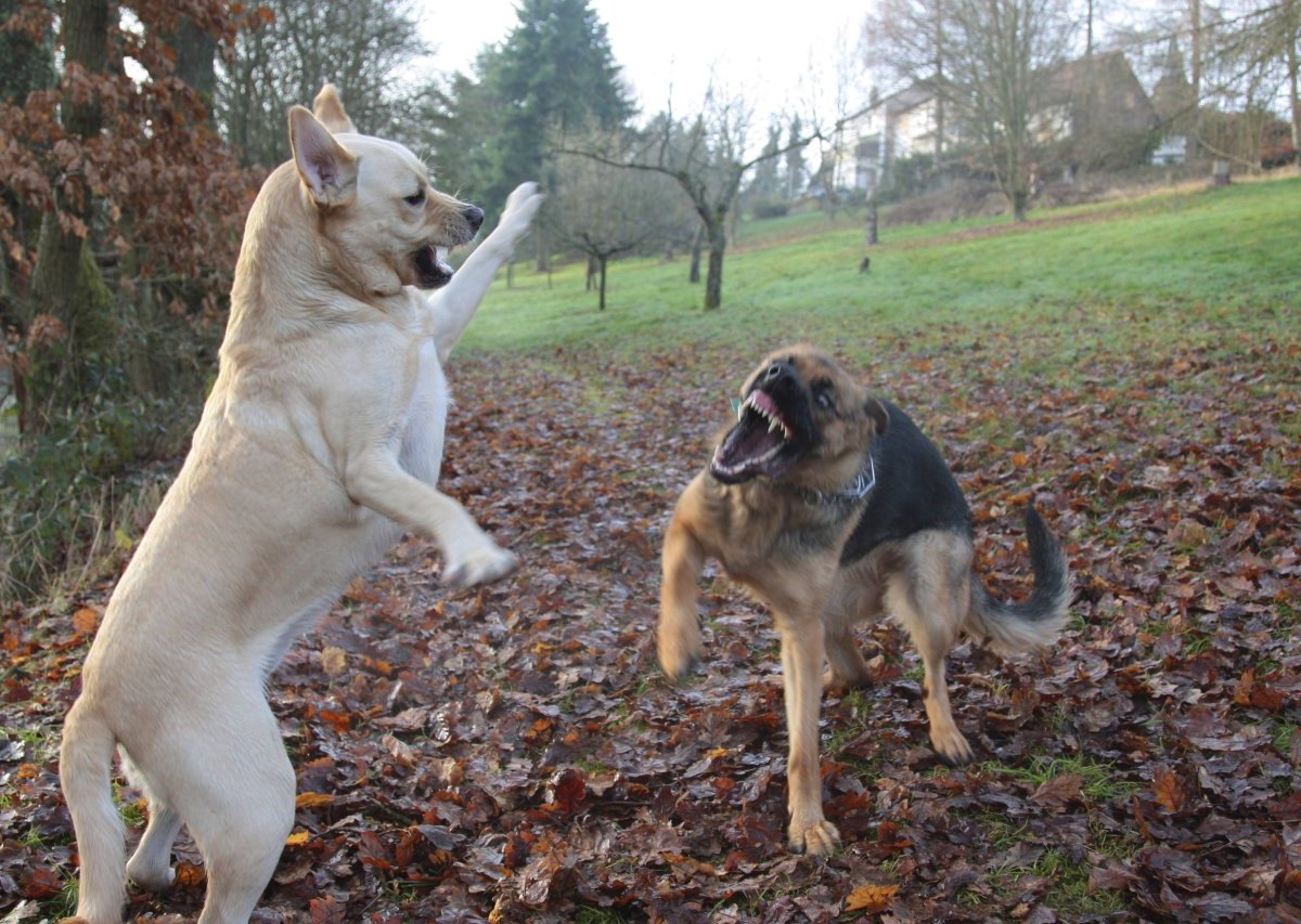 hund-niedersachsen.jpg