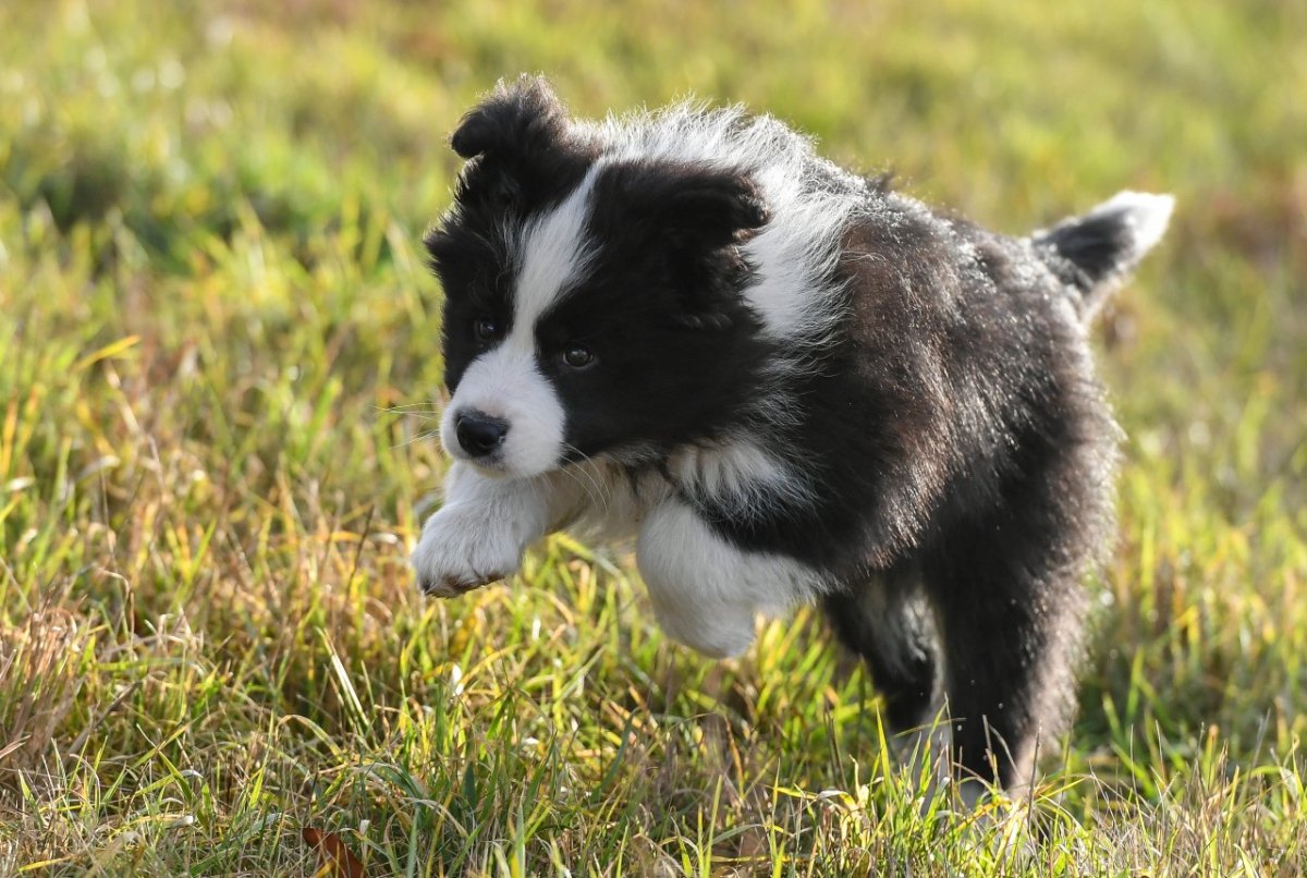 hund wiese spielt hundewiese hundefläche freilauf detmerode wolfsburg teich