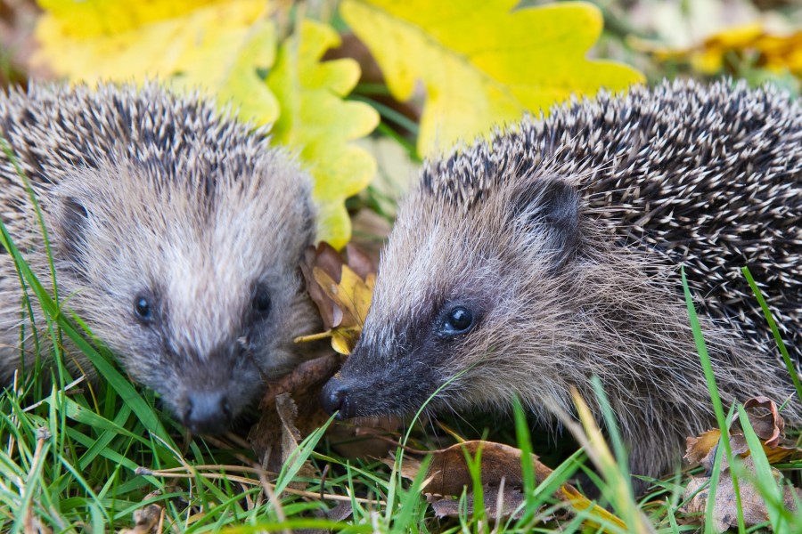 Die beiden Igel hatten Brandspuren (Symbolbild).