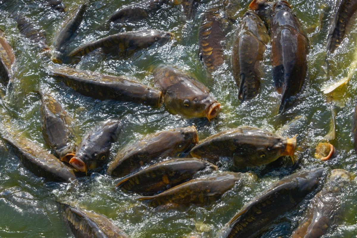 karpfen spiegelkarpfen