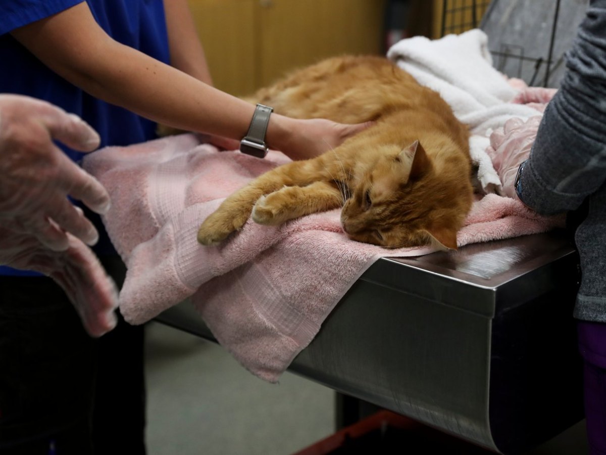 katze op tierarzt tierklinik