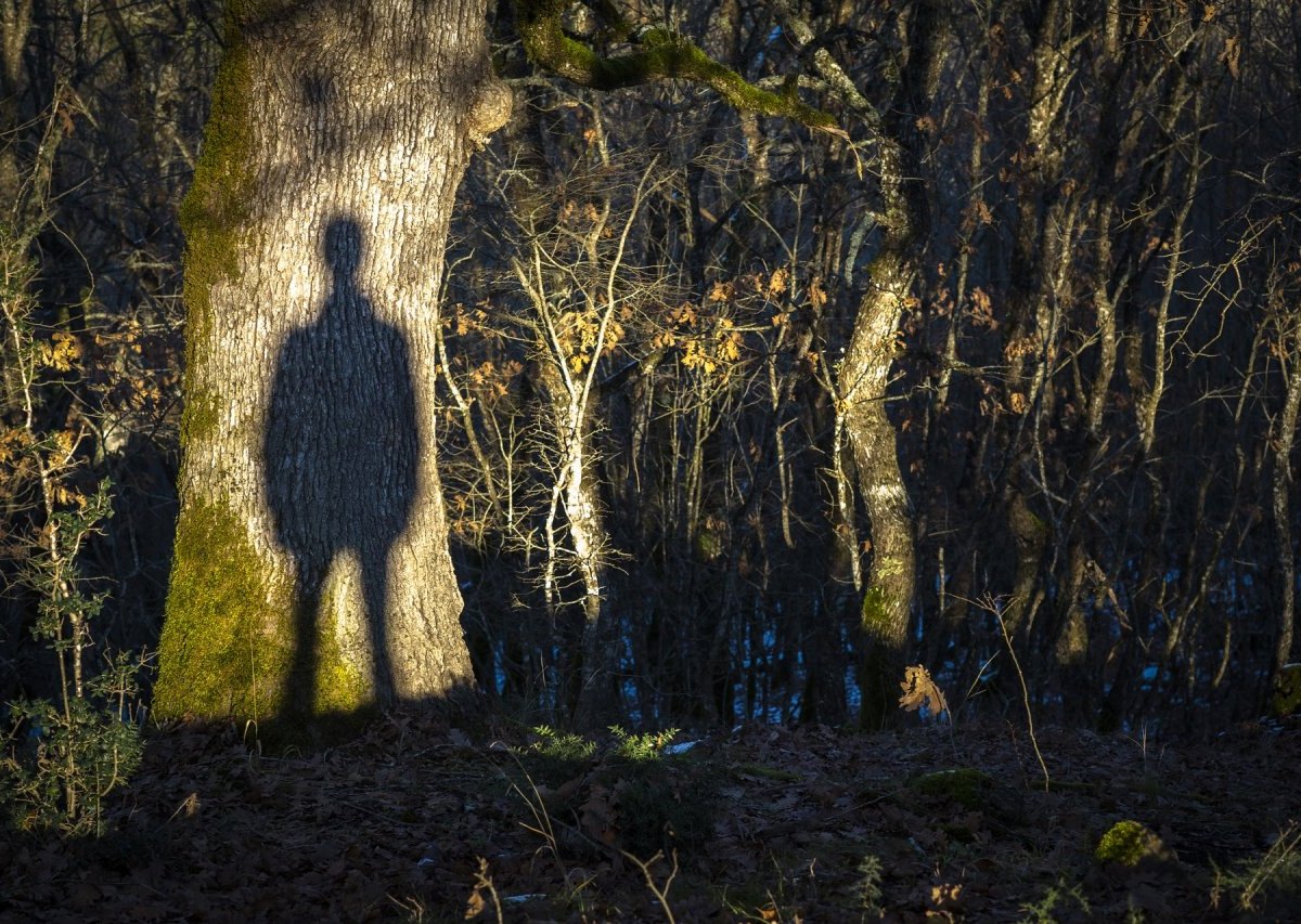 mann wald baum schatten exhibitionist