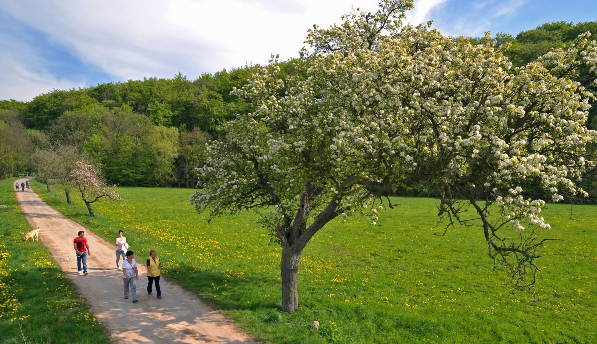 obstbaum.jpg