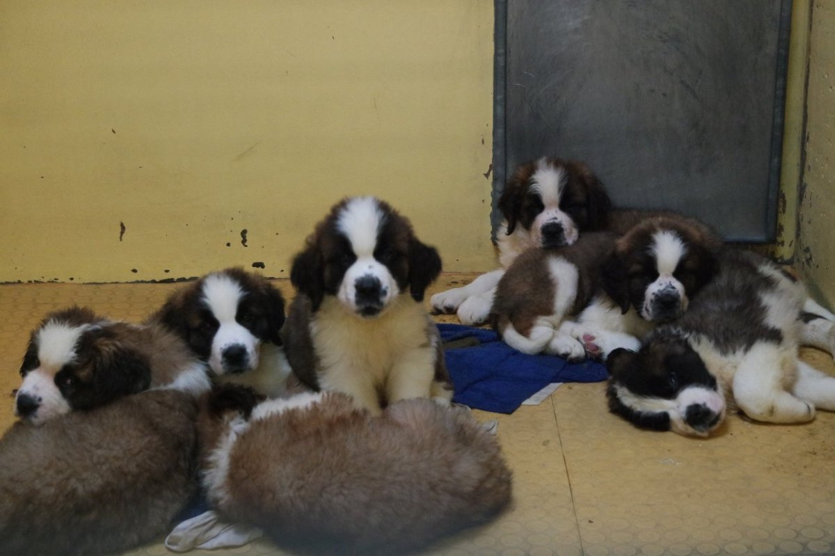 peine hund tierschutzverein gerettet