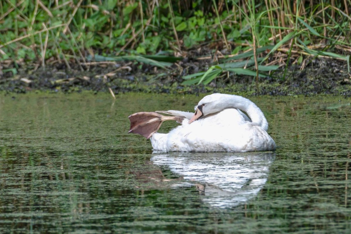 schwan braunschweig 2