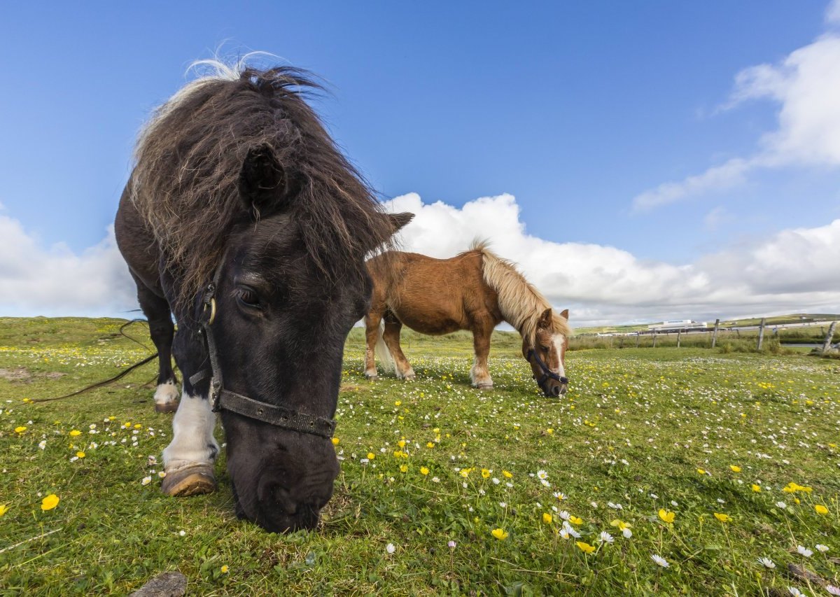 shetlandpony pony motte braunschweig pferd