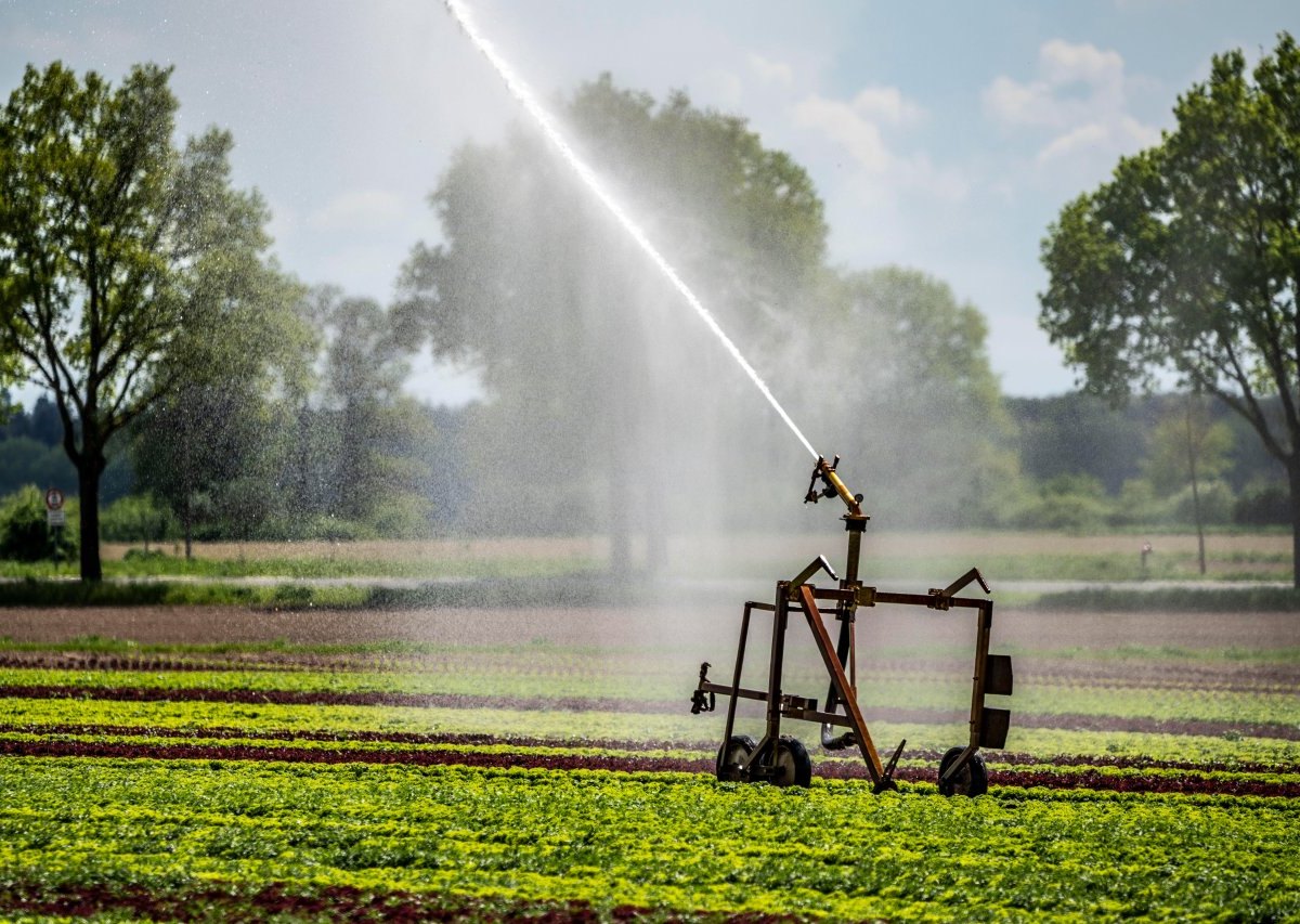 wasser knapp niedersachsen feld beregnet