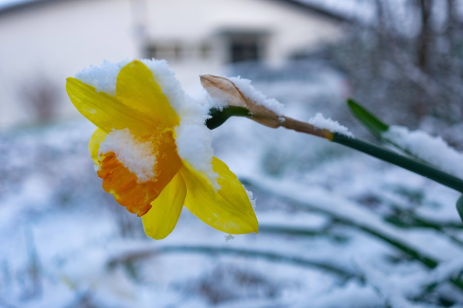 Wetter in Niedersachsen: Der Frühling legt eine Pause ein. 