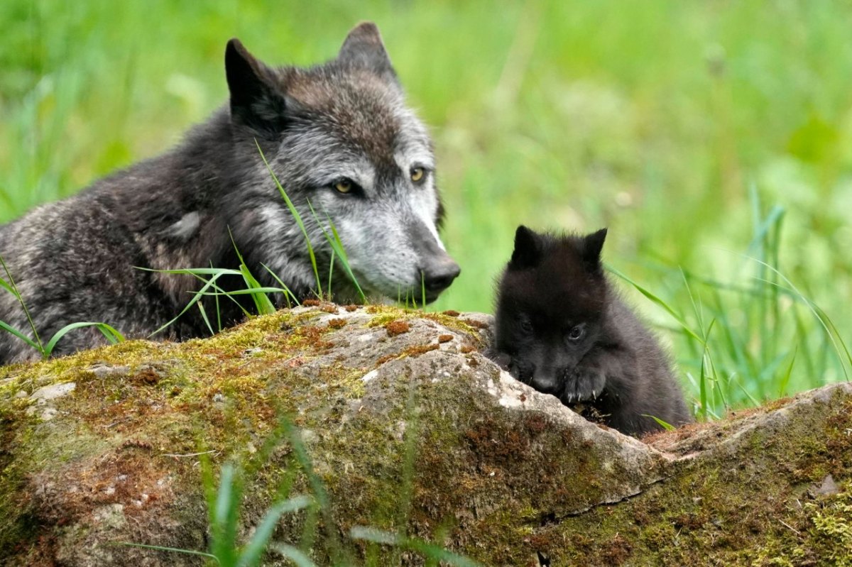 wolf niedersachsen.jpg