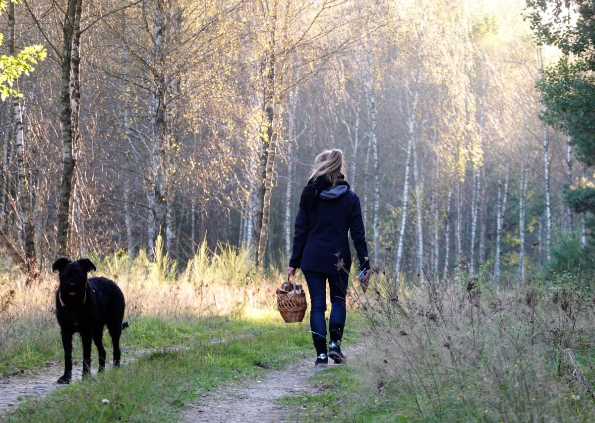 wolfsburg-wald-hund.jpg