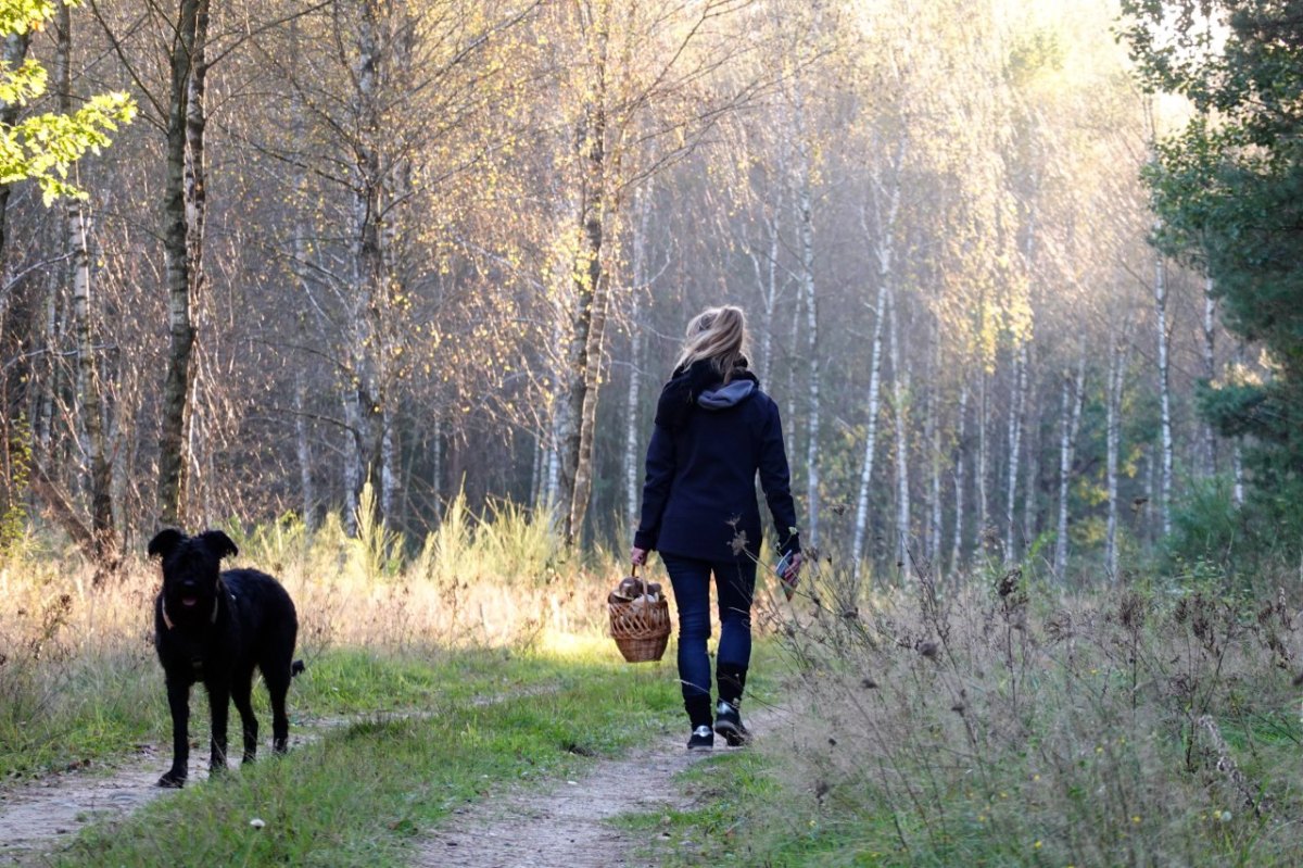 wolfsburg-wald-hund.jpg